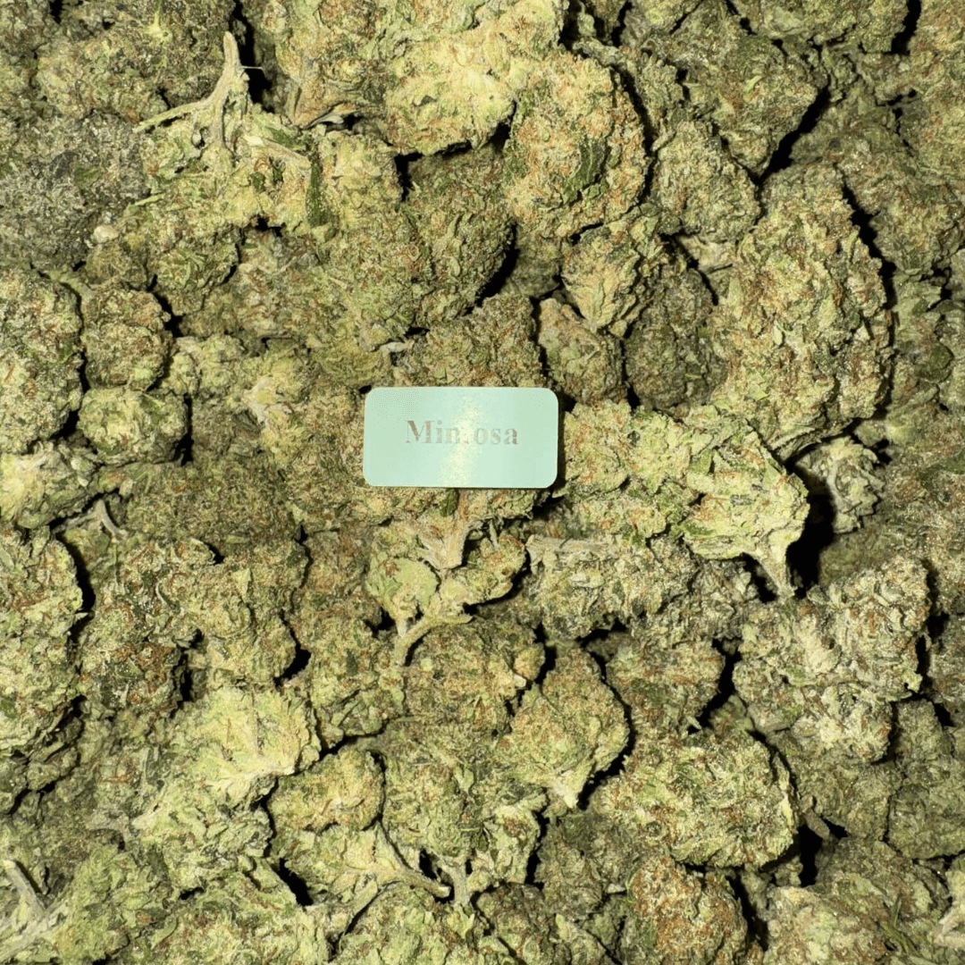 THCA Flower – 28g, Flavor: Mimosa