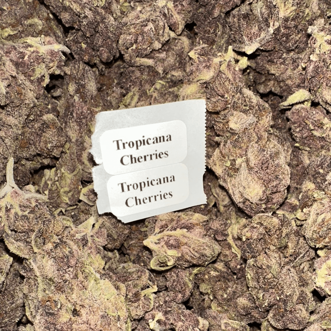 THCA Flower – 28g, Flavor: Tropicana Cherries