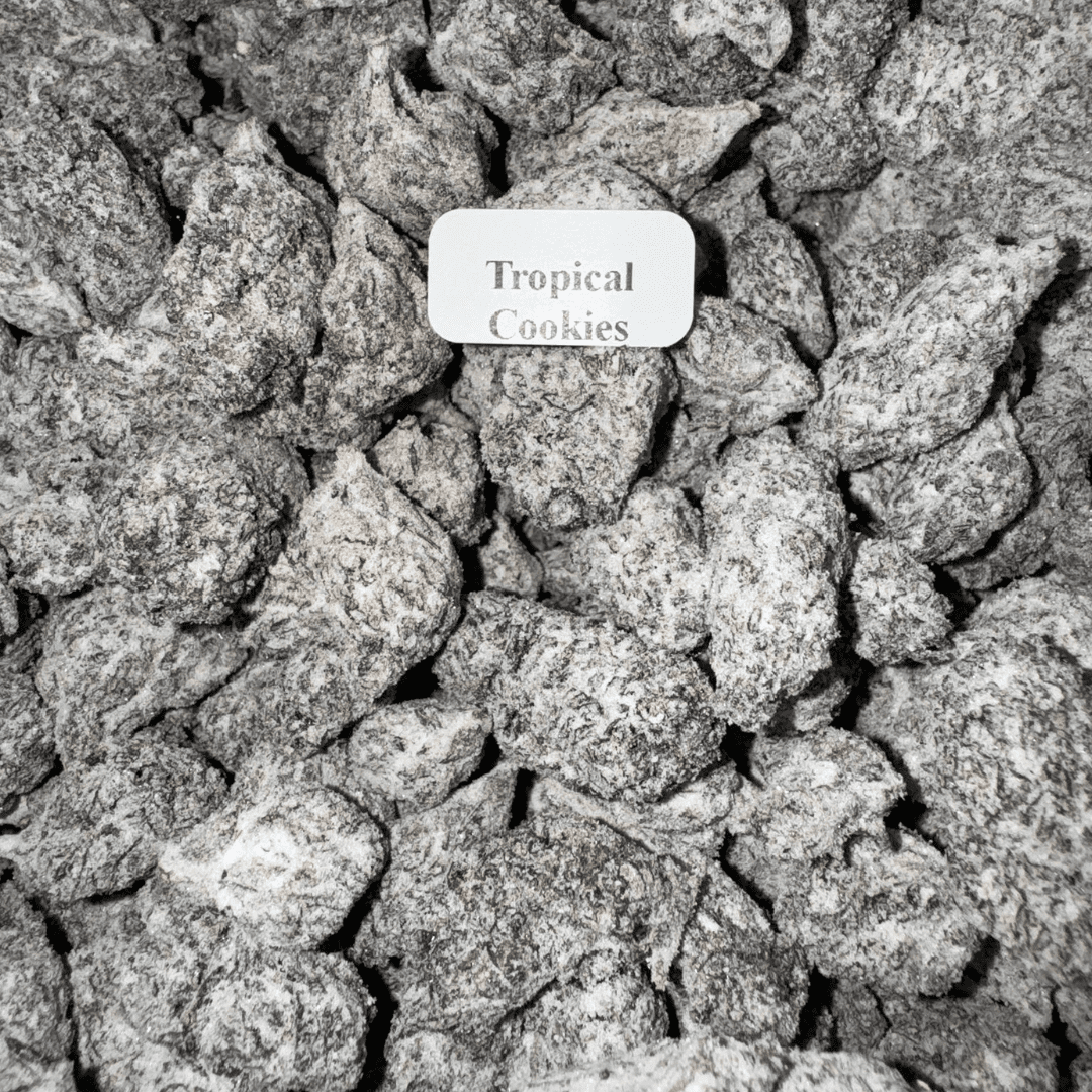 Blazed Strongest Exotic THCA Snow Caps – 7g, Flavor: Tropical Cookies