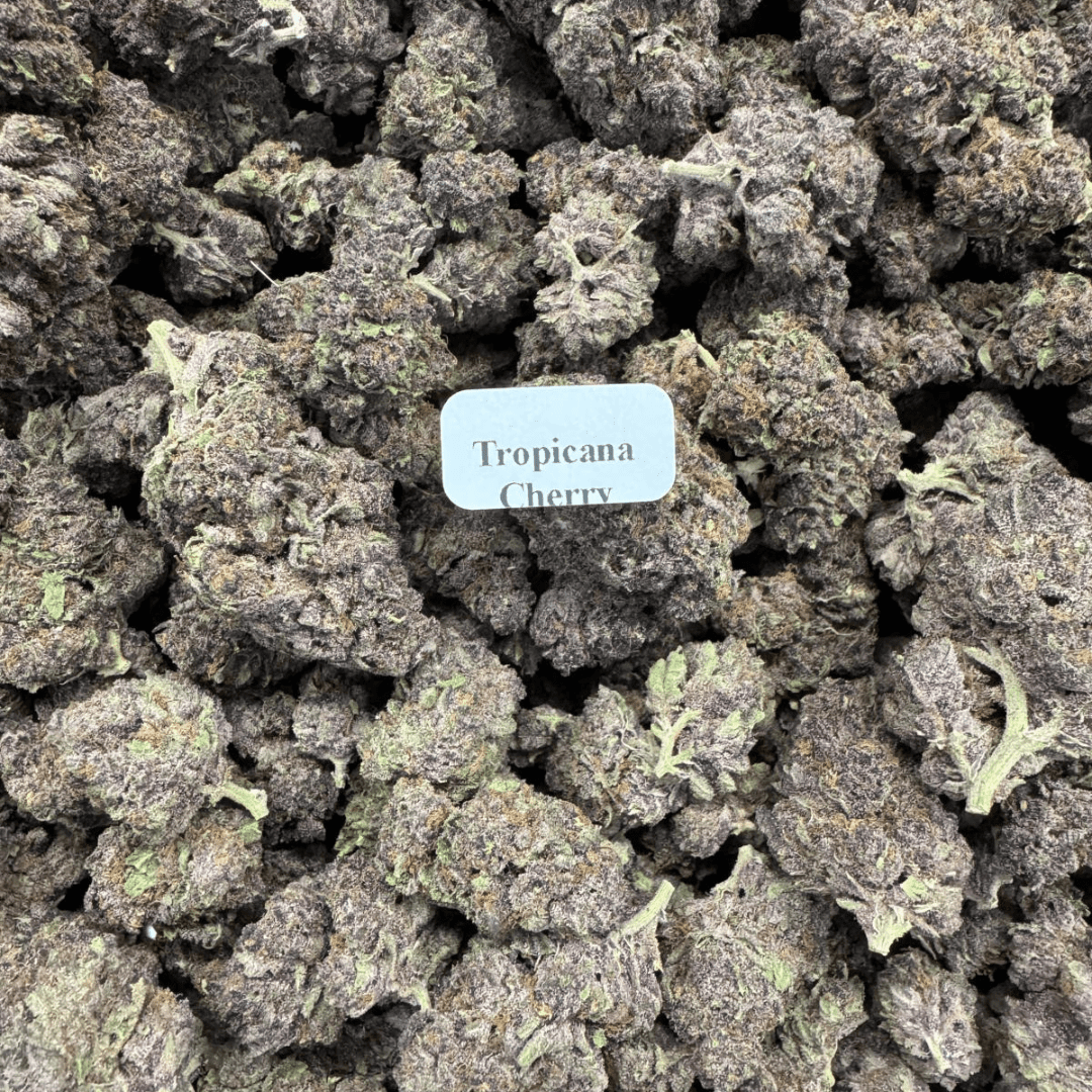 THCA Flower – Exotics – Gold Line – 28g, Flavor: Tropicana Cherry