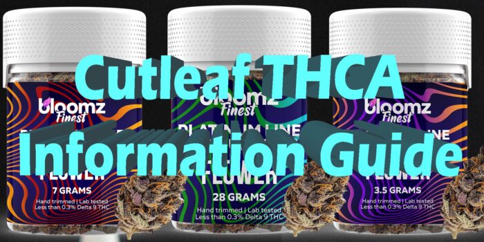 Cutleaf THCA: Information Guide