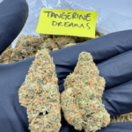 Tangerine Dreams HowToGetNearMe BestPlace LowestPrice Coupon Discount For Smoking Best High Smoke Shop Online Near Me StrongestBrand Binoid.