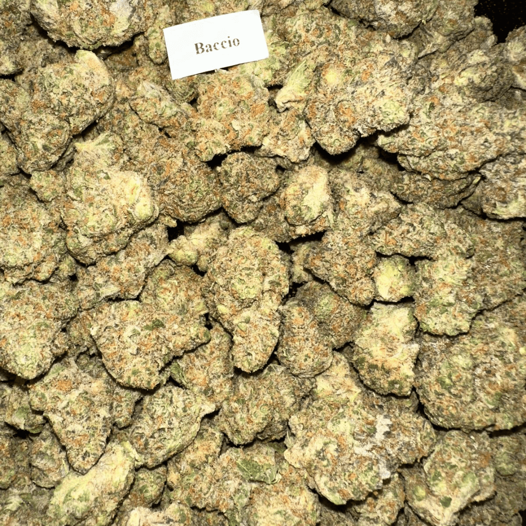 THCA Flower – Platinum Line – 28g, Flavor: Sherbacio