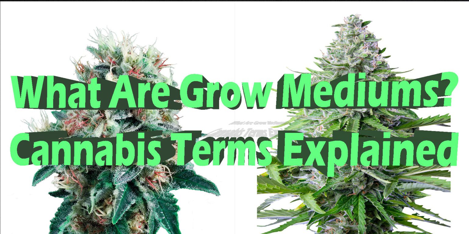 What Are Grow Mediums Cannabis Term Explained