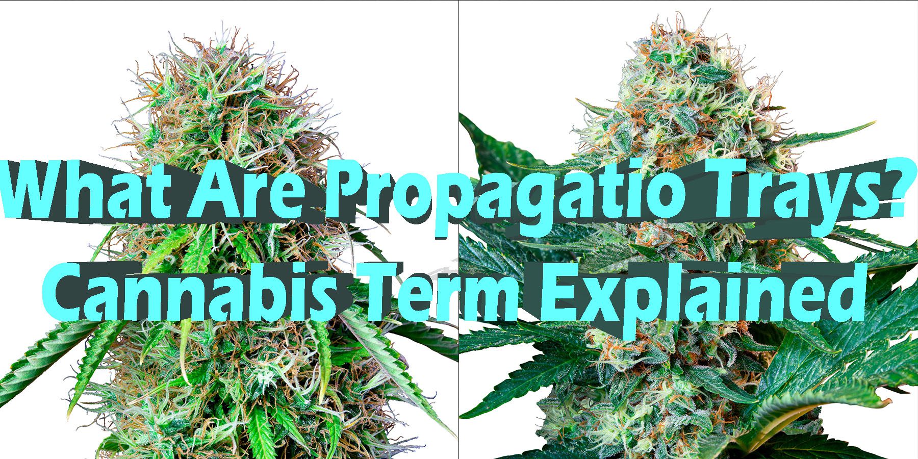 What Are Propagation Trays Cannabis Term Explained HowToGetNearMe BestPlace LowestPrice Coupon Discount For Smoking.