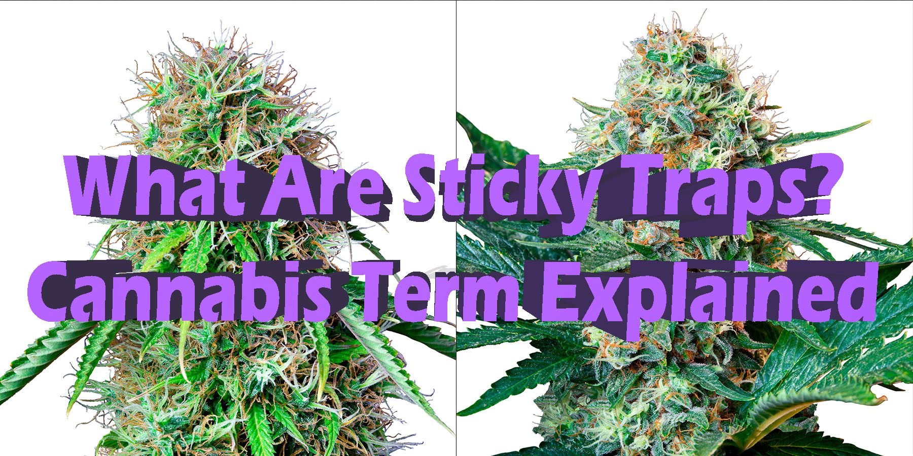 What Are Sticky Traps Cannabis Term Explained HowToGetNearMe BestPlace LowestPrice Coupon Discount For Smoking.