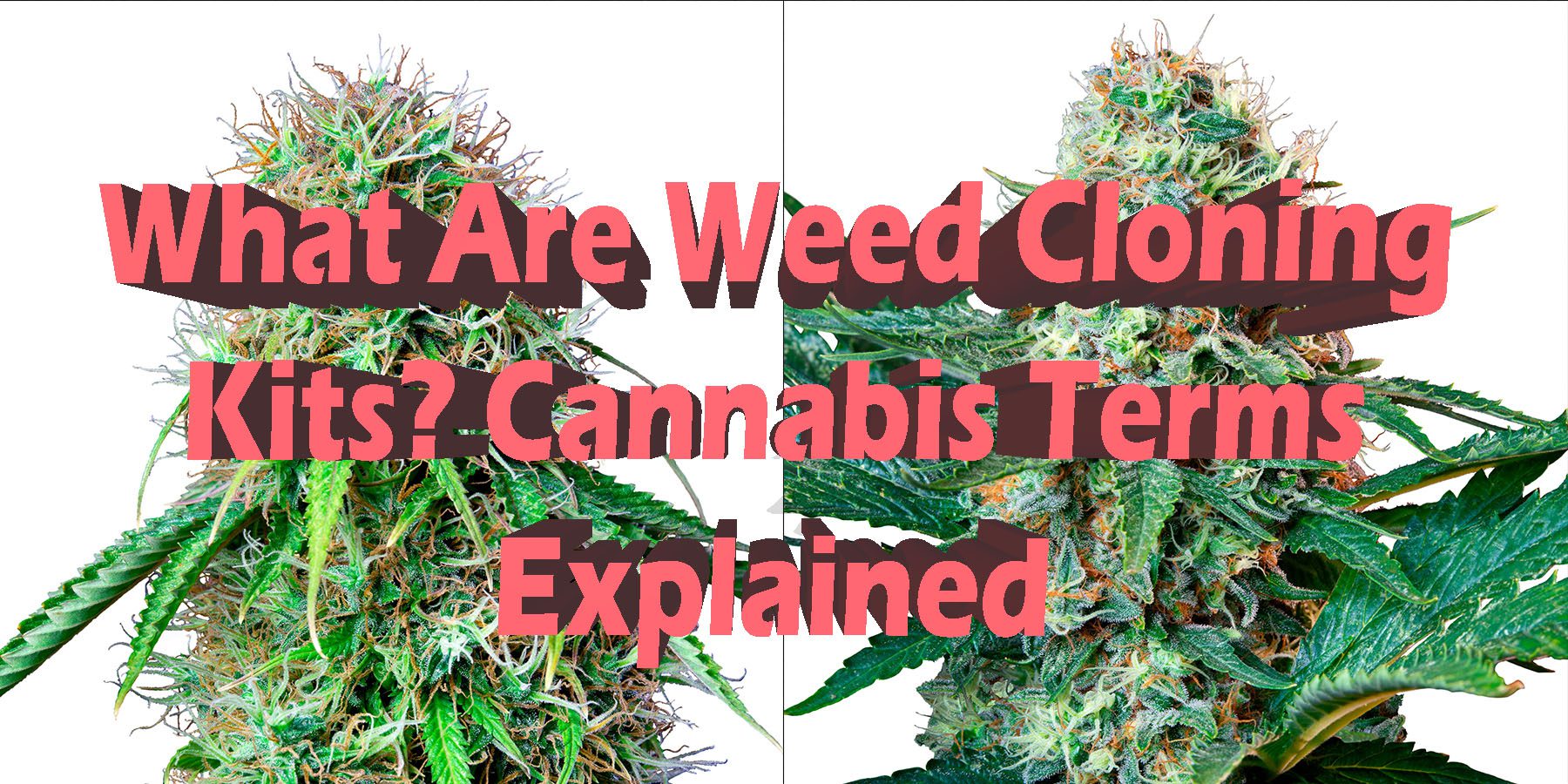 What Are Weed Cloning Kits Cannabis Terms Explained HowToGetNearMe BestPlace LowestPrice Coupon Discount For Smoking