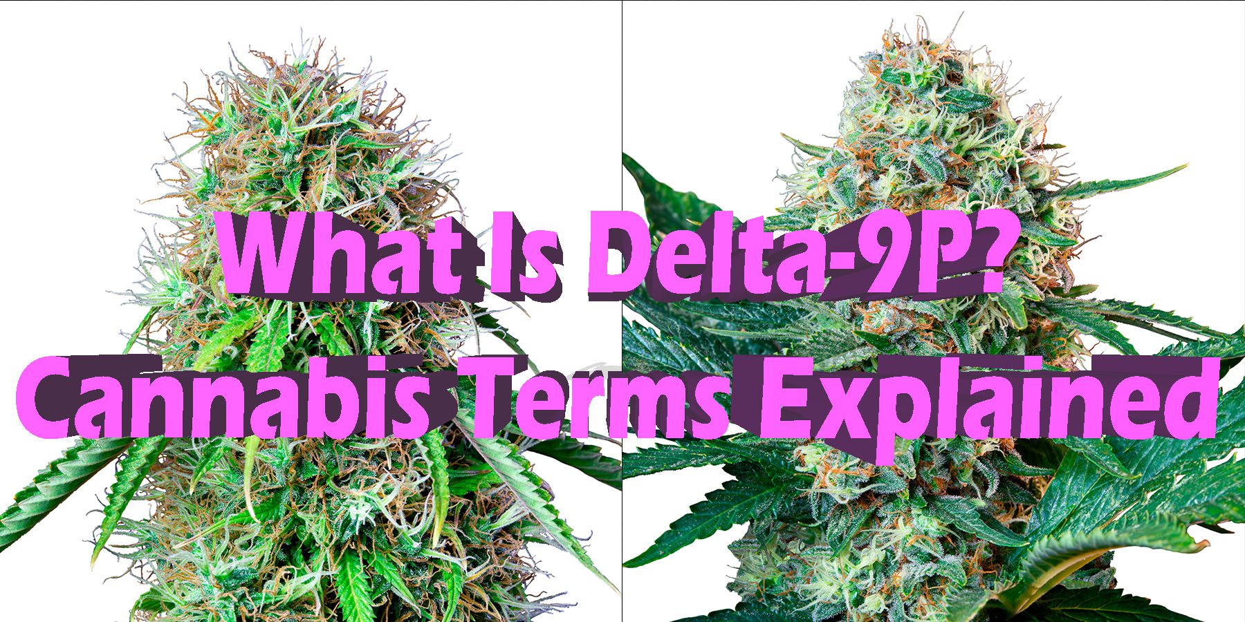 What Is Delta 9P Cannabis Terms Explained HowToGetNearMe BestPlace LowestPrice Coupon Discount For SmokingUnder Control Binoid