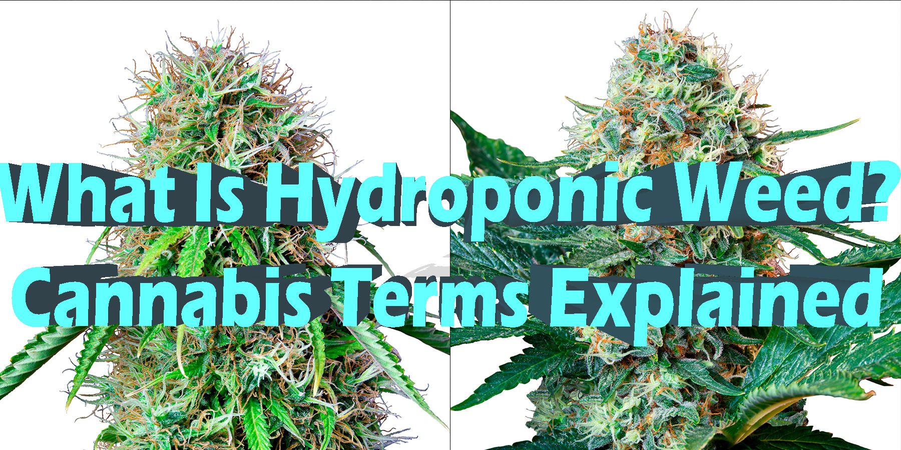 What Is Hydroponic Weed Cannabis Terms Explained HowToGetNearMe BestPlace LowestPrice Coupon Discount For Smoking.