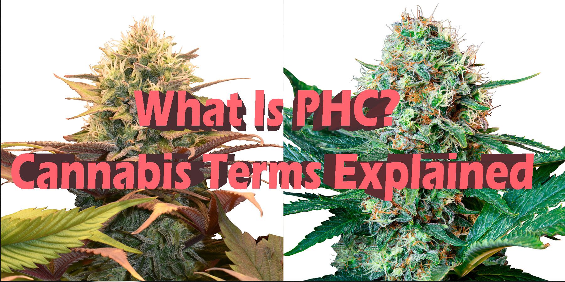 What Is PHC Cannabis Terms Explained HowToGetNearMe BestPlace LowestPrice Coupon Discount For SmokingUnder Control Binoid