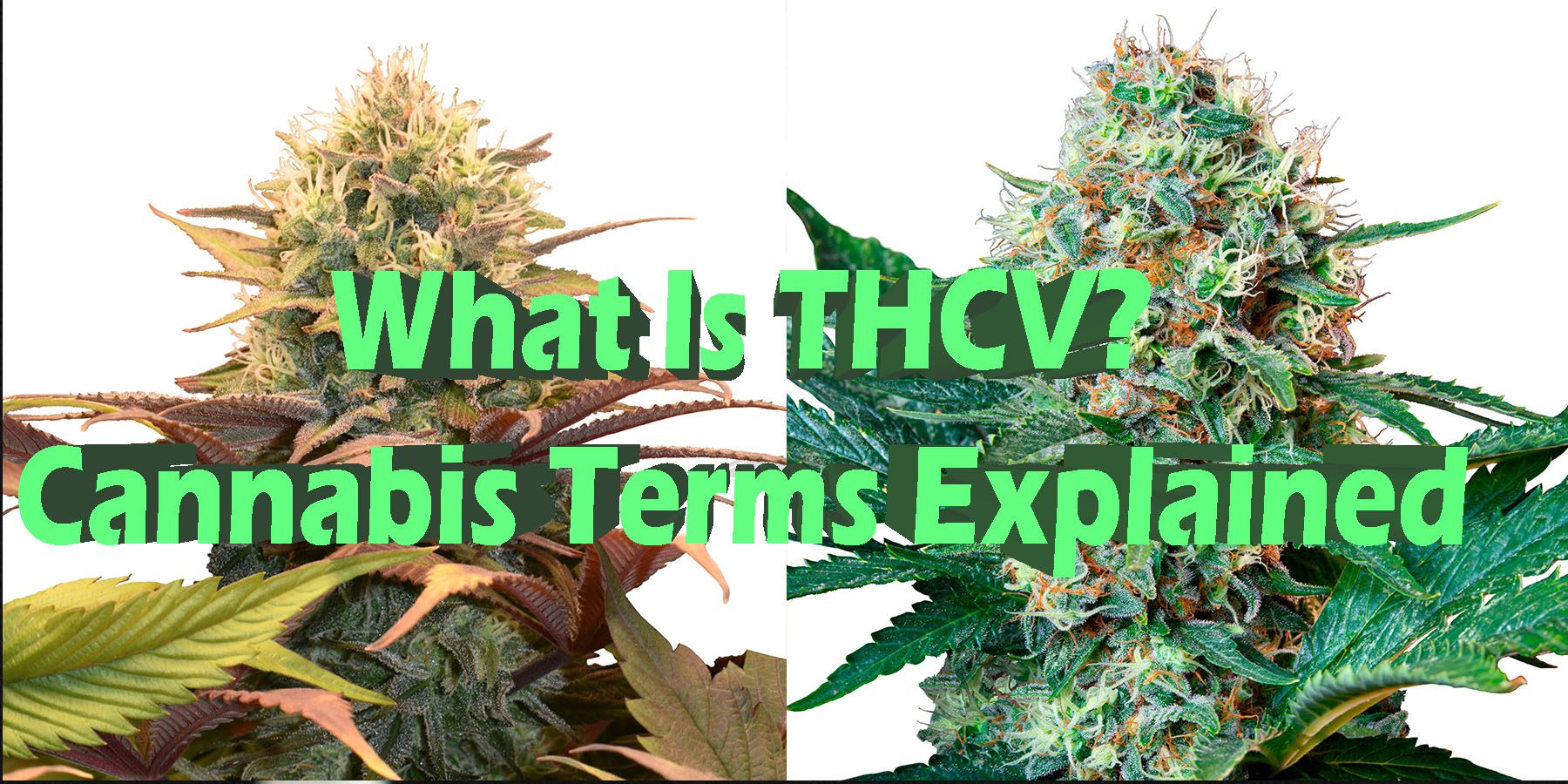 What Is THCV Cannabis Terms Explained HowToGetNearMe BestPlace LowestPrice Coupon Discount For SmokingUnder Control Binoid.