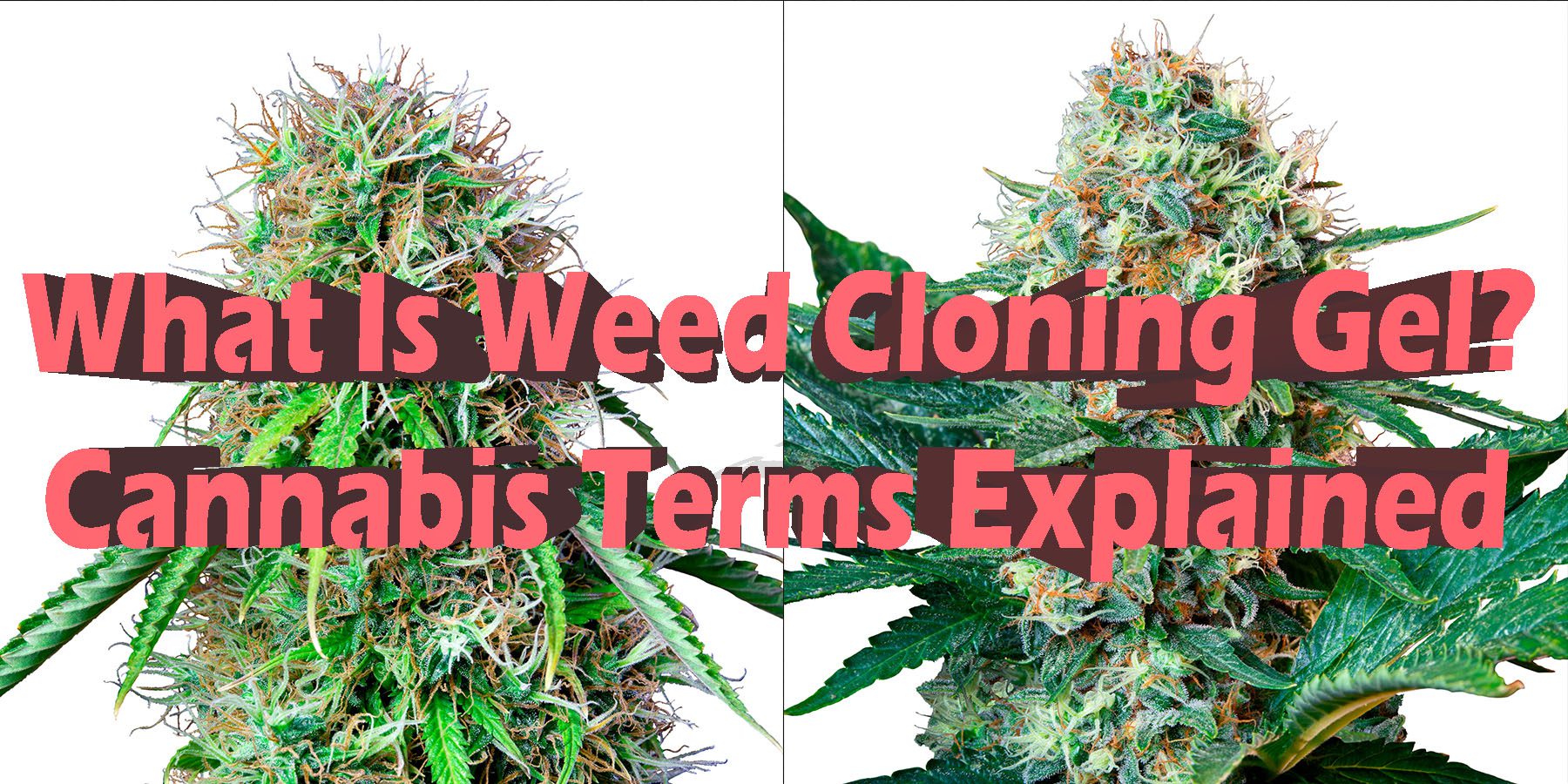 What Is Weed Cloning Gel Cannabis Terms Explained HowToGetNearMe BestPlace LowestPrice Coupon Discount For Smoking