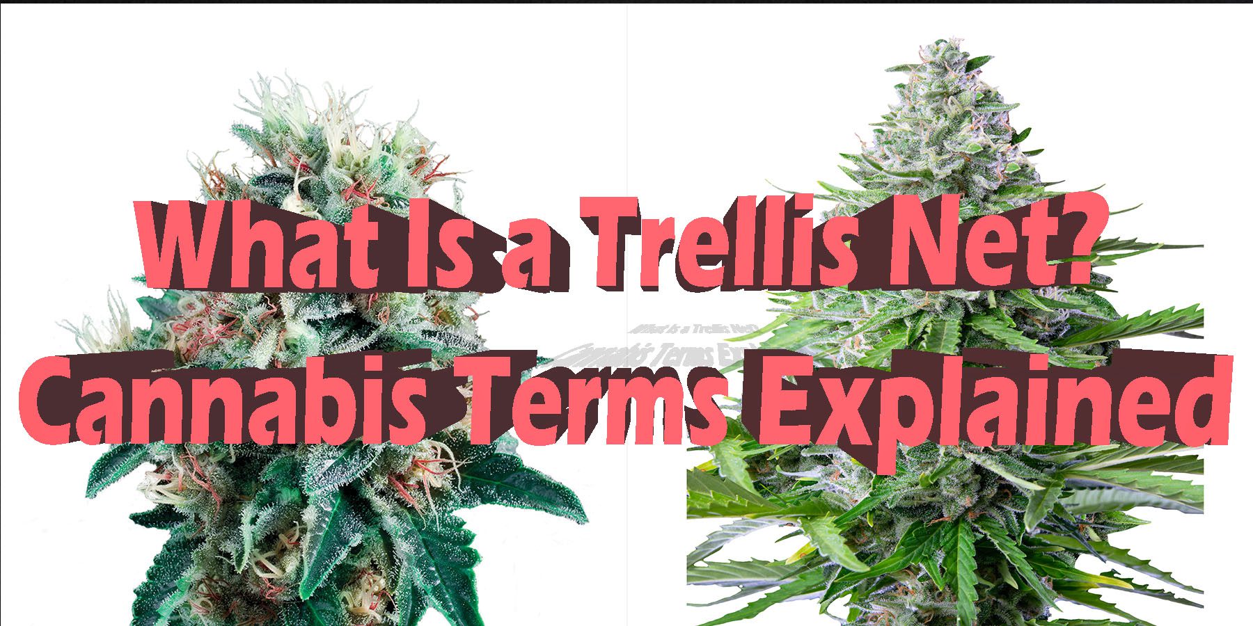 What Is a Trellis Net Cannabis Terms Explained HowToGetNearMe BestPlace LowestPrice Coupon Discount For Smoking