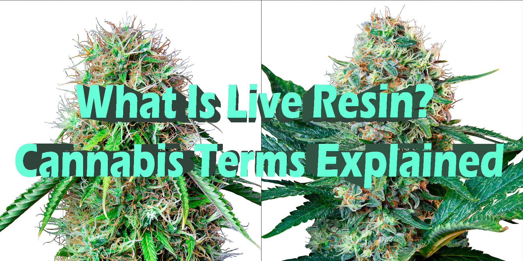 What Is Live Resin Cannabis Terms Explained HowToGetNearMe BestPlace LowestPrice Coupon Discount For SmokingUnder Control Binoid.