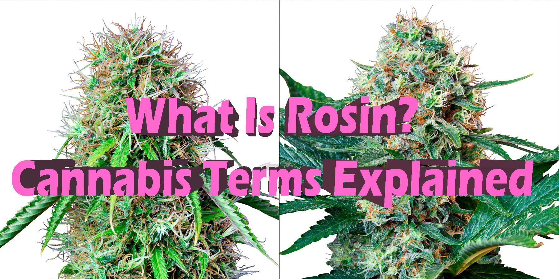 What Is Rosin Cannabis Terms Explained HowToGetNearMe-BestPlace-LowestPrice-Coupon-Discount-For-SmokingUnder-Control-Binoid.