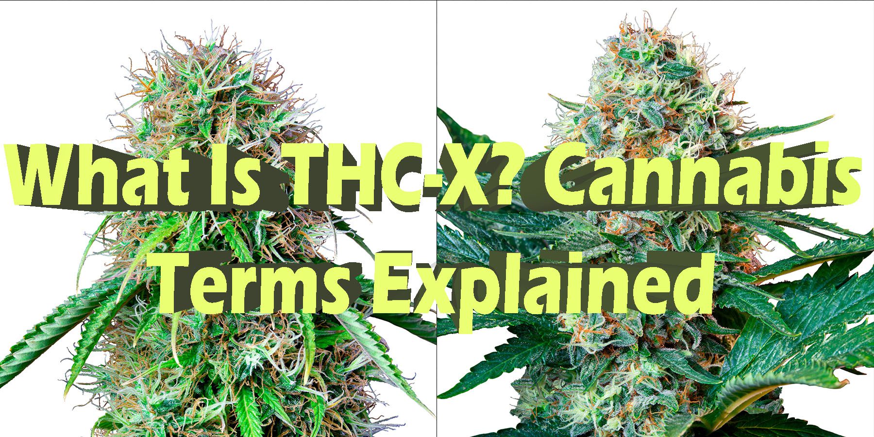 What Is THC X Cannabis Terms Explained HowToGetNearMe BestPlace LowestPrice Coupon Discount For SmokingUnder Control Binoid.