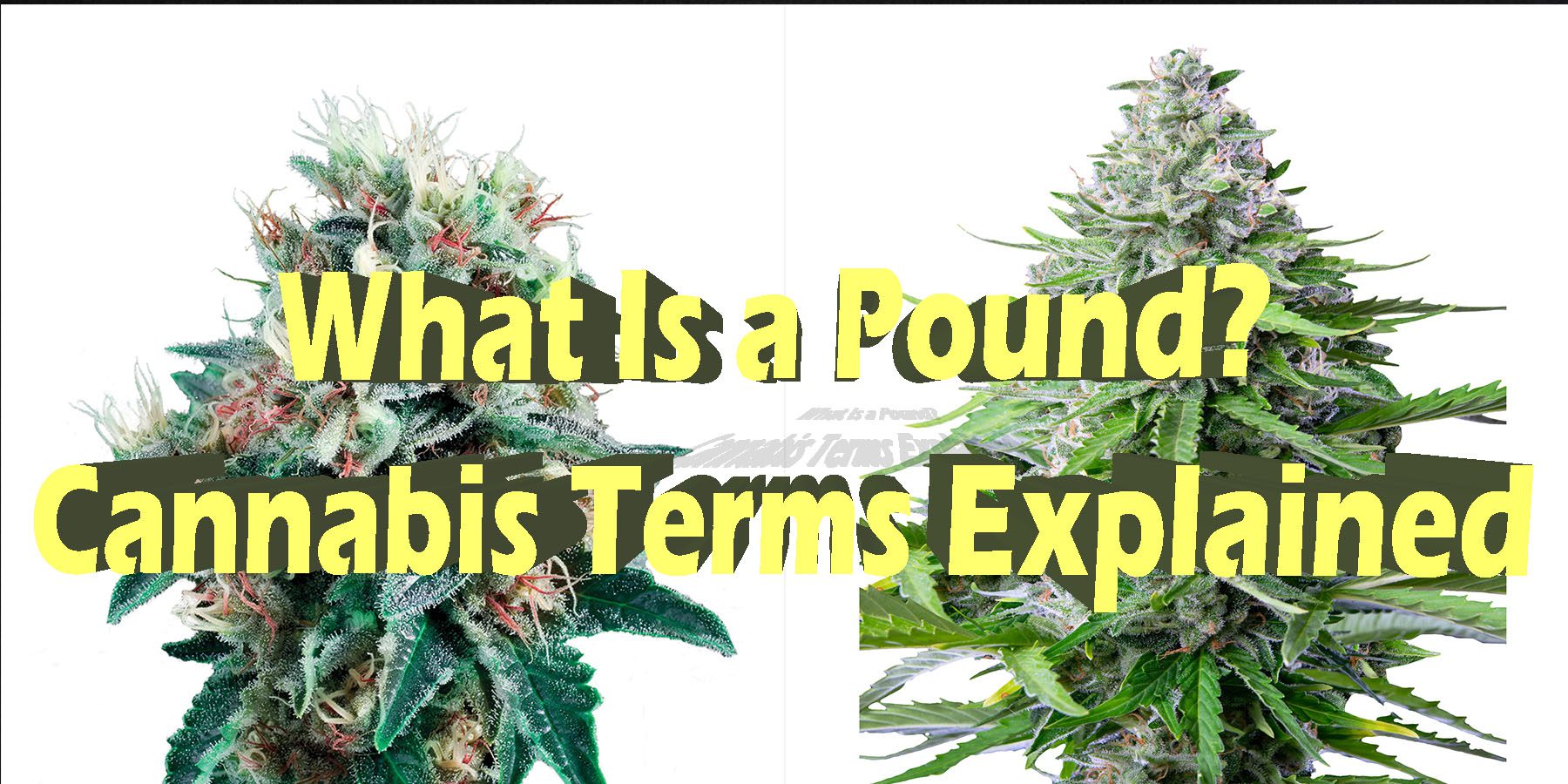 What Is a Pound Cannabis Terms Explained HowToGetNearMe BestPlace LowestPrice Coupon Discount For Smoking