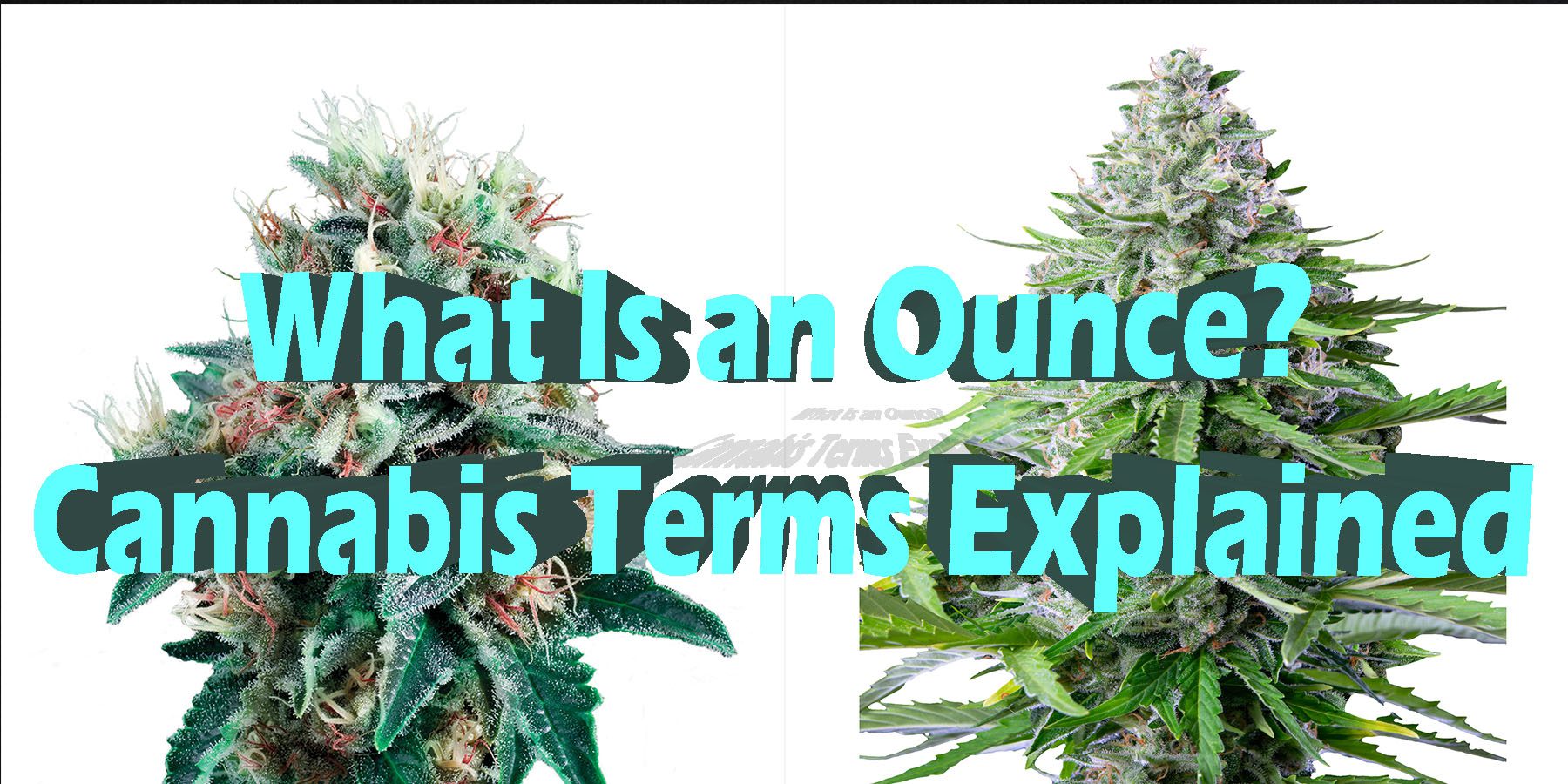 What Is an Ounce Cannabis Terms Explained HowToGetNearMe BestPlace LowestPrice Coupon Discount For Smoking.