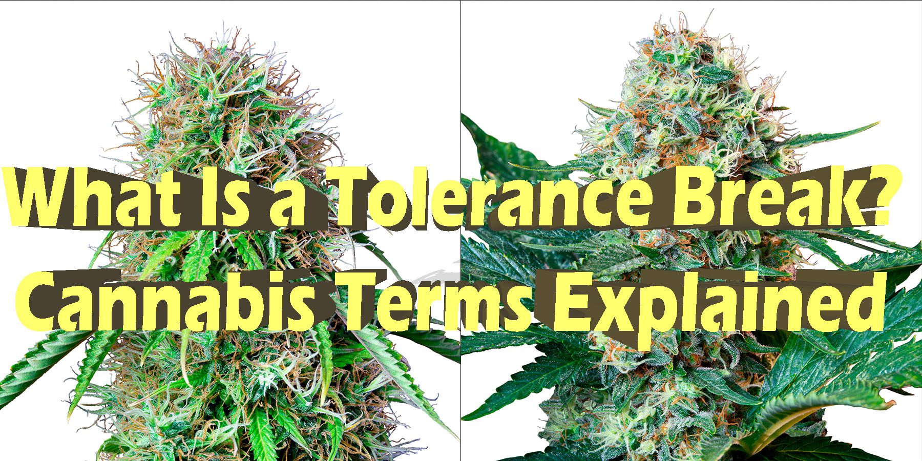 What Is a Tolerance Break Cannabis Terms Explained HowToGetNearMe BestPlace LowestPrice Coupon Discount For SmokingUnder Control