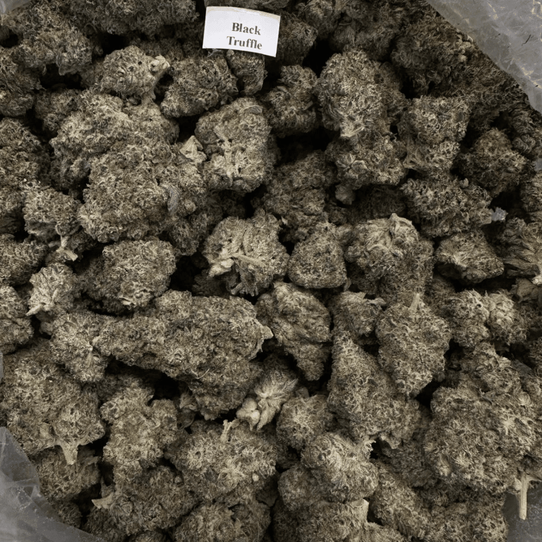 THCA Flower – Exotics – Gold Line – 28g, Flavor: Black Truffle